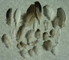 Pigeon bird feathers for sale  UK