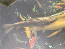 ghost carp for sale  EPSOM