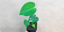 Monstera deliciosa live for sale  Woodland Hills