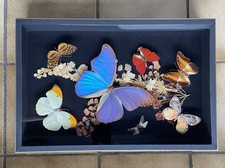 Papillons petits insectes d'occasion  Lyon V
