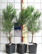 Sequoiadendron giganteum immer gebraucht kaufen  Bad Bergzabern