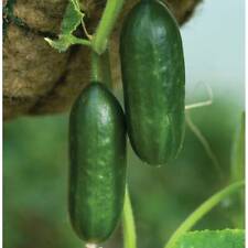 Cucumber mini munch for sale  IPSWICH