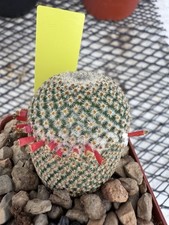 Mammillaria crucigera rare d'occasion  Expédié en Belgium