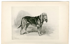Bloodhound antique 1897 for sale  COLEFORD