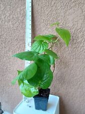 Organic paan piper for sale  Vero Beach