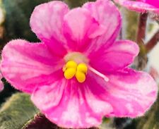 African violet plant. for sale  Summerville