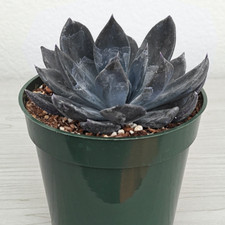 Succulent plant echeveria for sale  San Jose