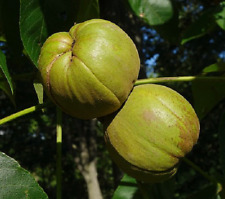 Live hickory aka for sale  Saint Louis