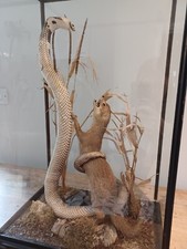 Premium taxidermy mongoose for sale  UK