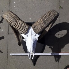 Mufflon widder geweih gebraucht kaufen  Frankfurt am Main