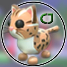 Leopard cat adopt for sale  Candler