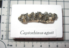 Permian captorhinus fossil for sale  WAKEFIELD