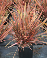 Phormium maori queen for sale  NORTHWICH