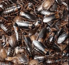 Dubia roaches starter for sale  Finksburg