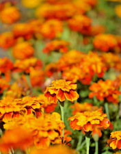 Großpackung tagetes erecta gebraucht kaufen  Würzburg