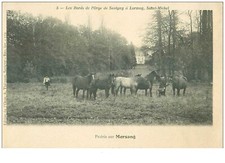 91. 33320.prairie morsang. d'occasion  Expédié en Belgium