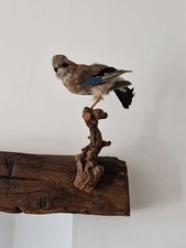 Taxidermy eurasian jay for sale  WIGAN