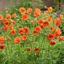 Geum tropical tempest for sale  UK