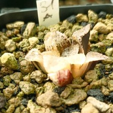 Haworthia yoroy variegated usato  Porto Cesareo