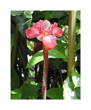 10x etlingera elatior gebraucht kaufen  Pfullingen
