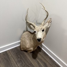 Mule deer head for sale  Madison Heights