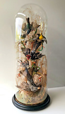 19th century taxidermy for sale  WIRRAL