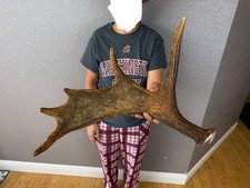 Shiras moose shed for sale  Moscow