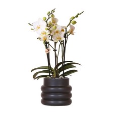 Weiße phalaenopsis rchidee gebraucht kaufen  Düsseldorf
