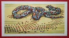 BLACK DRIVER ANTS ATTACKING  SNAKE   Vintage 1960's Card  FE14 comprar usado  Enviando para Brazil