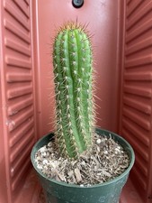 4 pot succulents for sale  Gilroy
