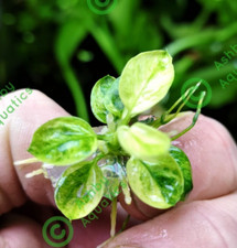 Anubias nana marble for sale  SCUNTHORPE