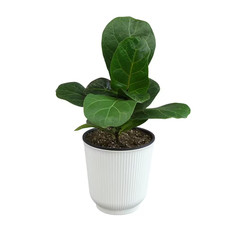Decorative fiddle leaf for sale  Miami