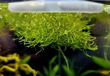 Riccia fluitans porzione usato  Feldthurns