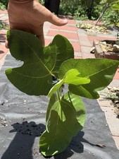 Lsu tiger fig for sale  San Antonio