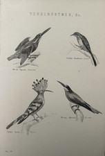 C1877 antique bird for sale C1877 antique bird for sale  TORRINGTON