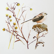 Long tailed tit for sale  SALISBURY