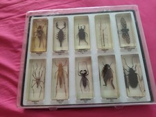 Coffret insectes géants d'occasion Coffret insectes géants d'occasion  Gif-sur-Yvette