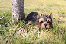 Sleeping yorkshire terrier d'occasion  Expédié en Belgium