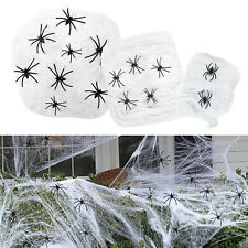Spider web spiders for sale  SOUTHEND-ON-SEA