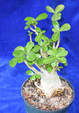 Adenium obesum caudex for sale  MILTON KEYNES