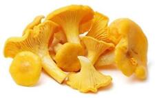 Chanterelle mushroom spores for sale  Brookfield
