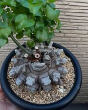 Dioscorea elephantipes plante d'occasion  Cahors