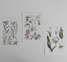 Vintage botanical prints for sale  BIRKENHEAD