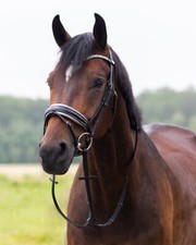 Qhp lupine patent d'occasion  Expédié en Belgium