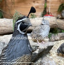 Californian quail eggs for sale  CHIPPENHAM