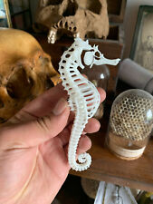 Seahorse skeleton skeleton d'occasion  Expédié en Belgium