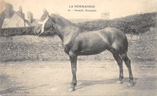 Norman scene horse d'occasion  Expédié en Belgium