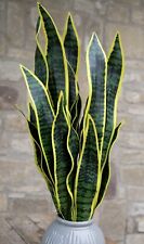 Bogenhanf futura variegata gebraucht kaufen  Halle