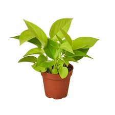 Pothos neon for sale  Old Town