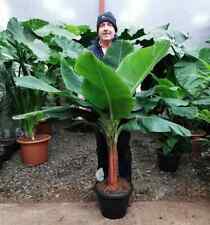 Musa dwarf cavendish for sale  Marietta